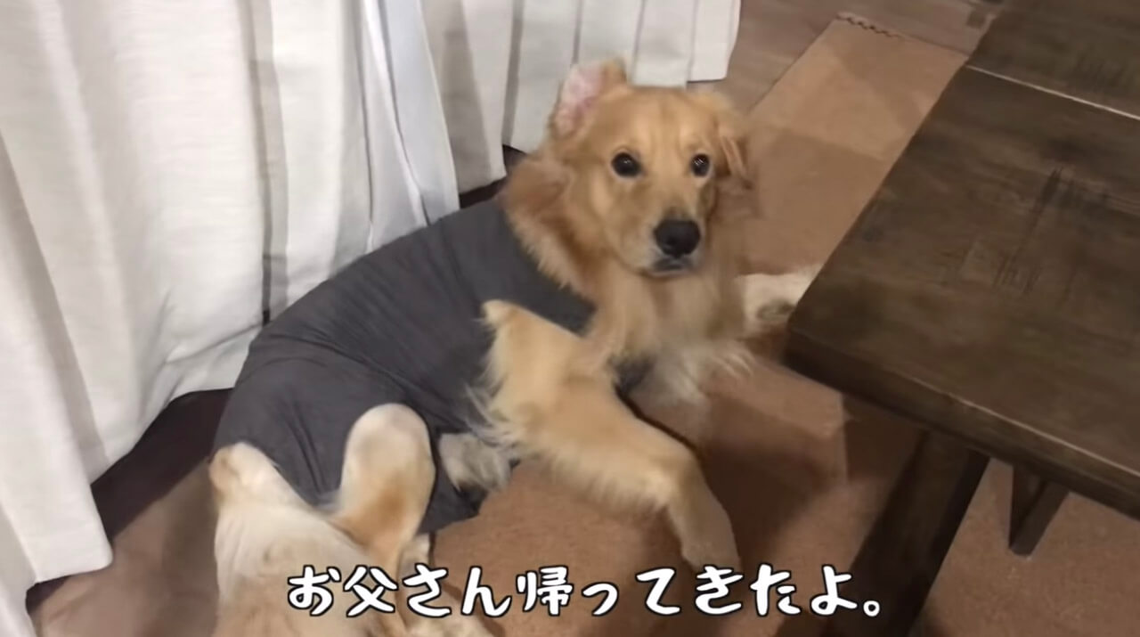 ゴールデンレトリーバー,動画