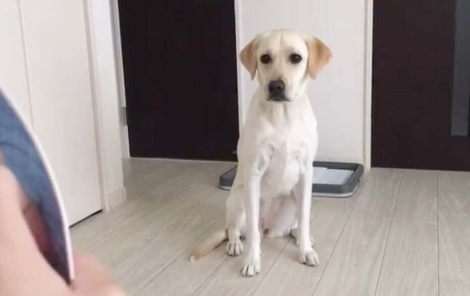 ラブラドールレトリーバー,動画