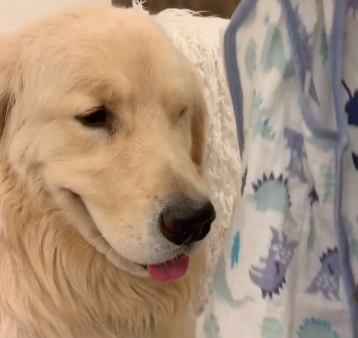 ゴールデンレトリーバー,動画