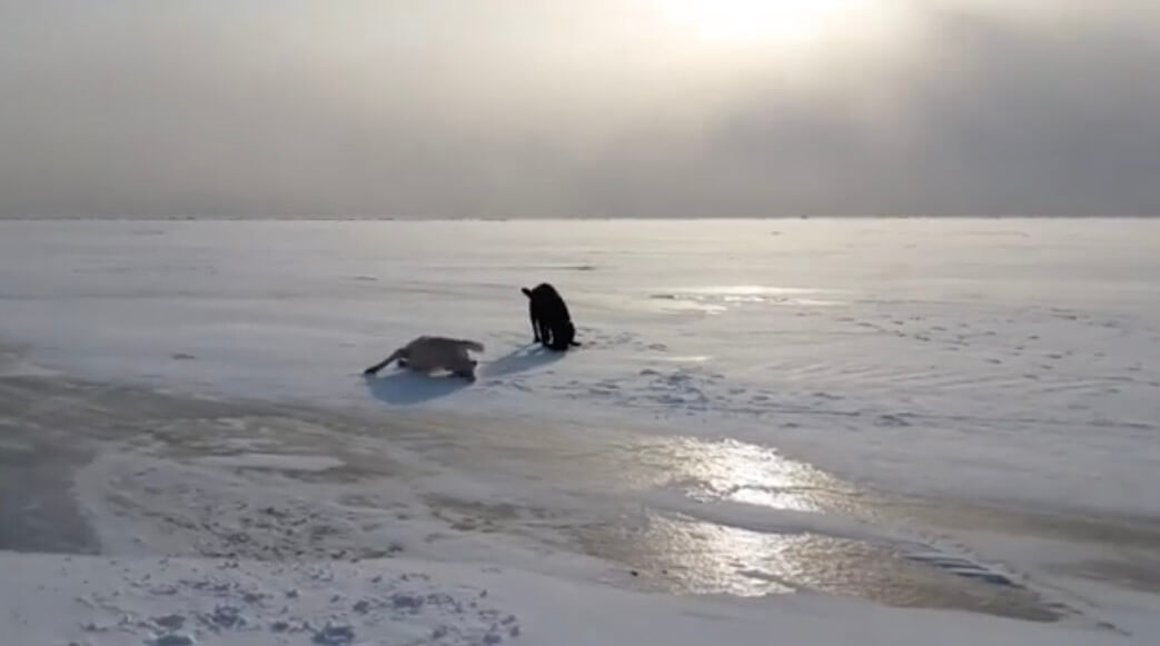 ラブラドールレトリーバー,動画