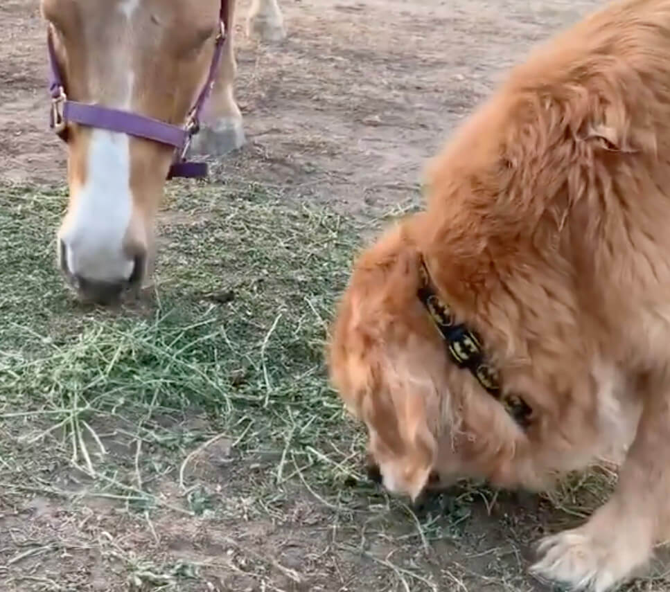 ゴールデンレトリーバー,動画