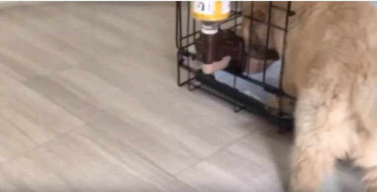 ゴールデンレトリーバー,動画