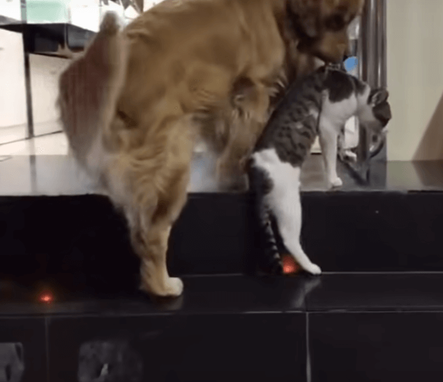 ゴールデンレトリーバー,動画