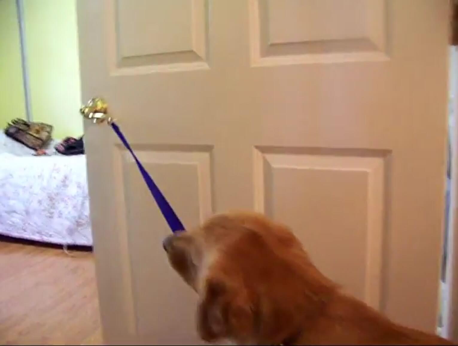 ゴールデンレトリーバー,動画