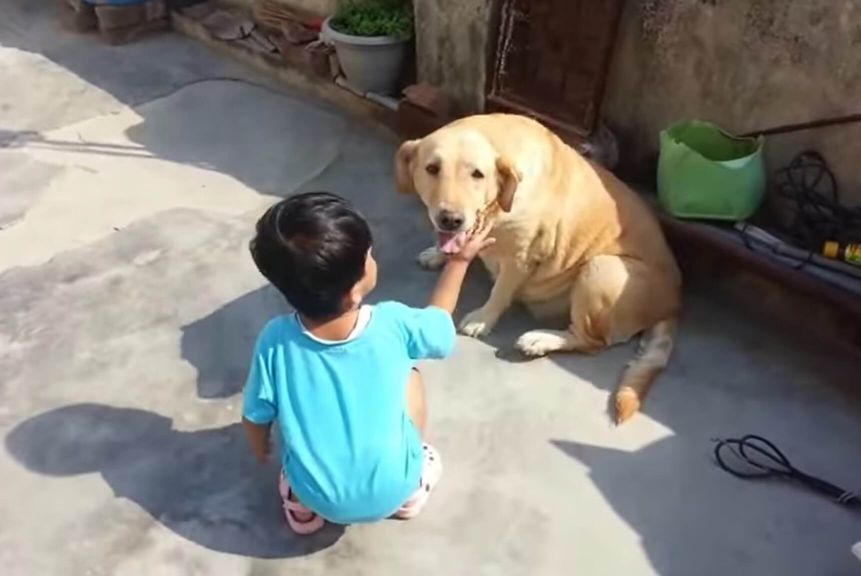 ラブラドールレトリーバー,動画