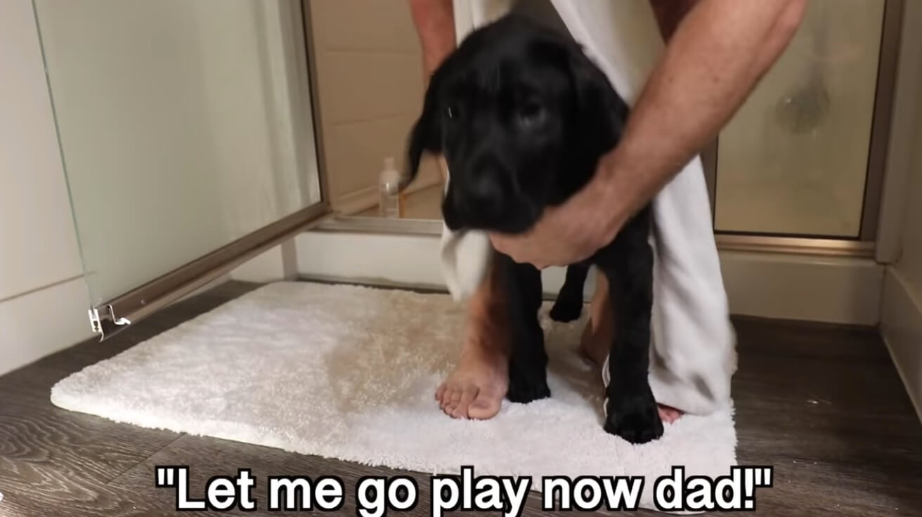 ラブラドールレトリーバー,動画