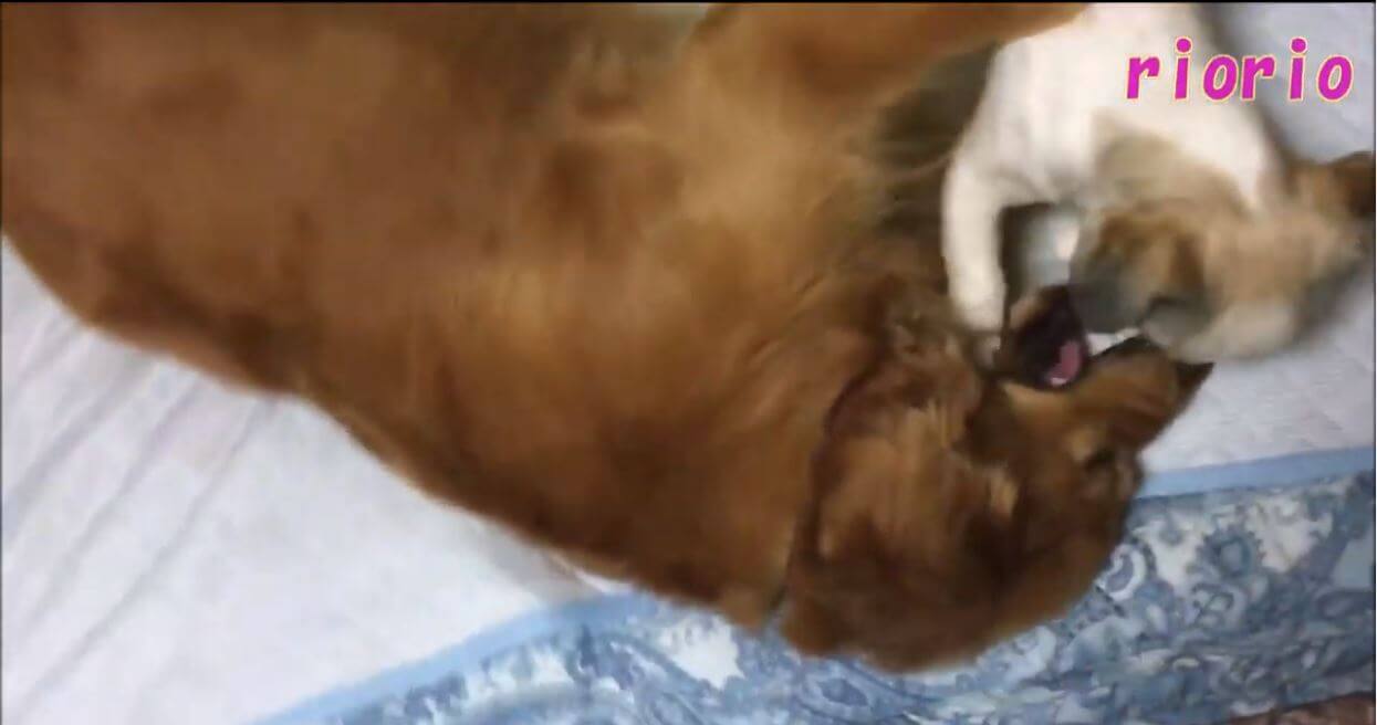 ゴールデンレトリーバー,動画