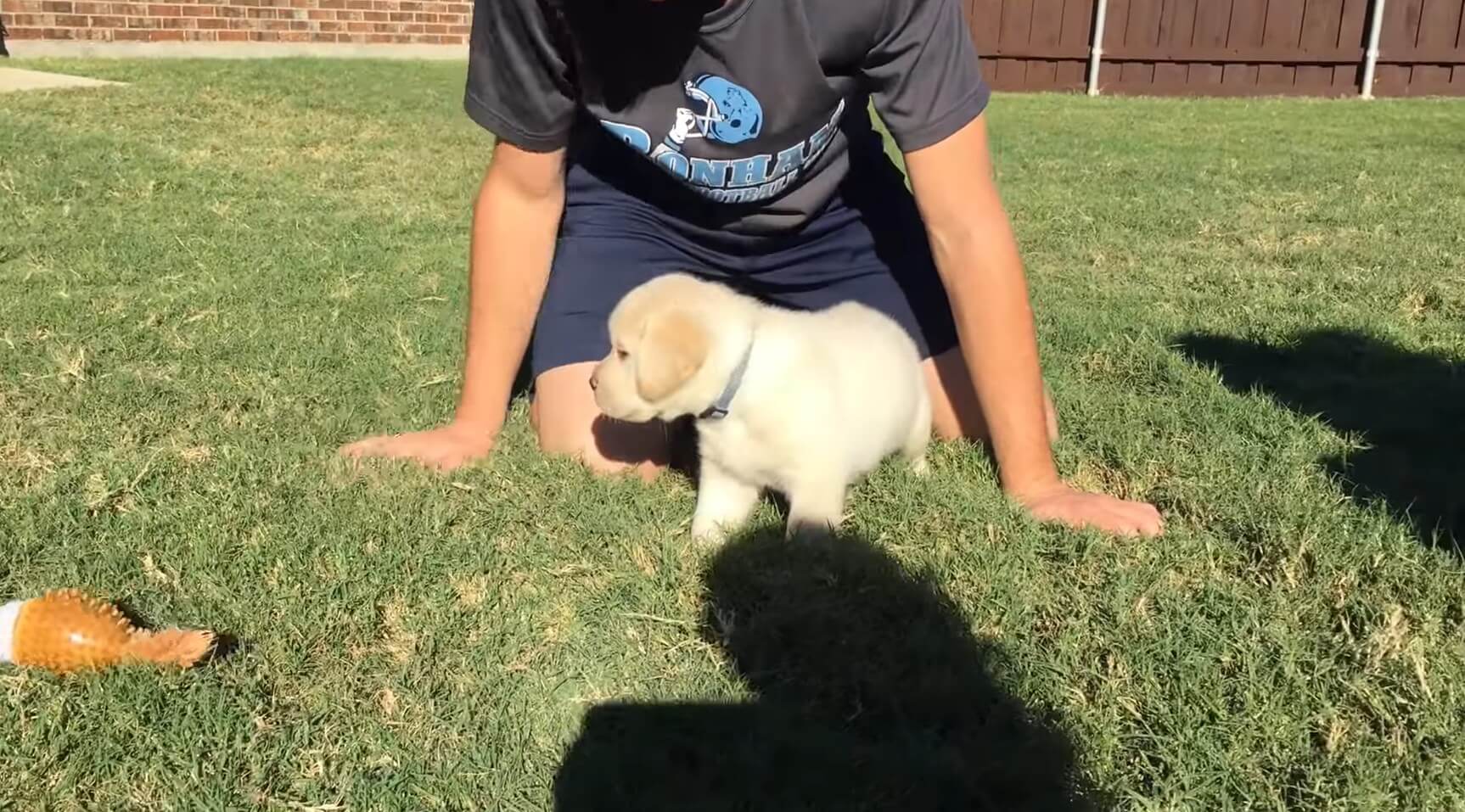 ラブラドールレトリーバー,動画