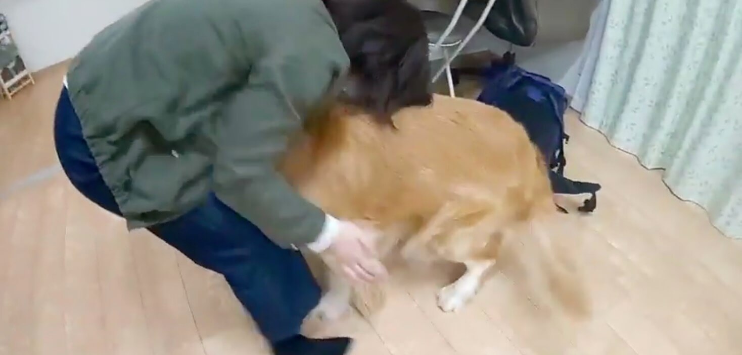 ゴールデンレトリーバー,動画