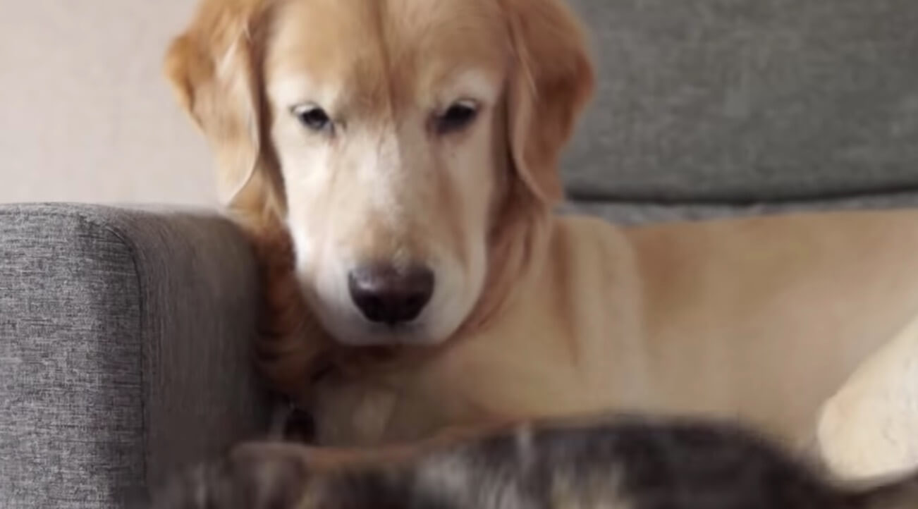 ゴールデンレトリーバー,動画