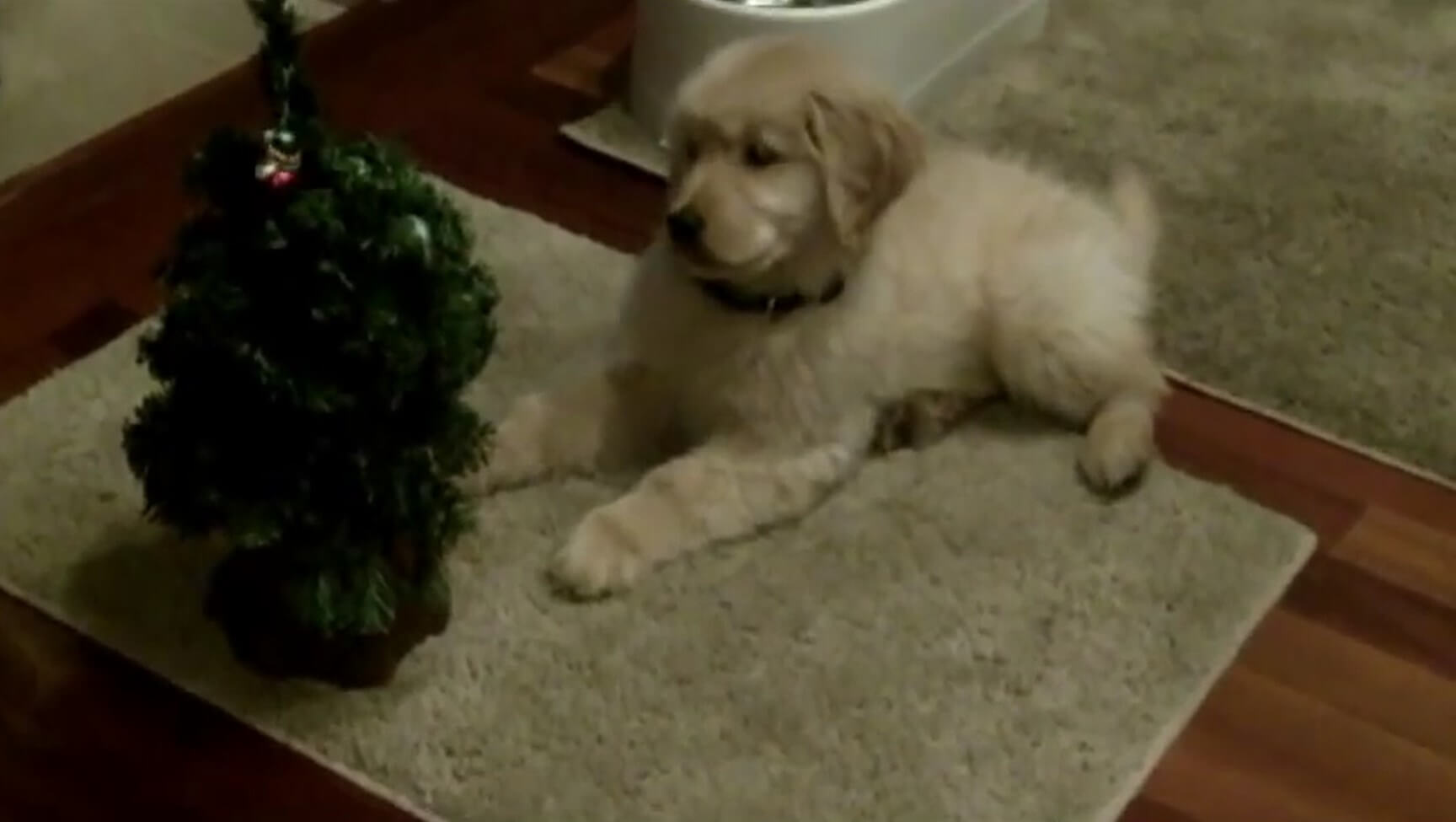 ゴールデンレトリーバー,動画