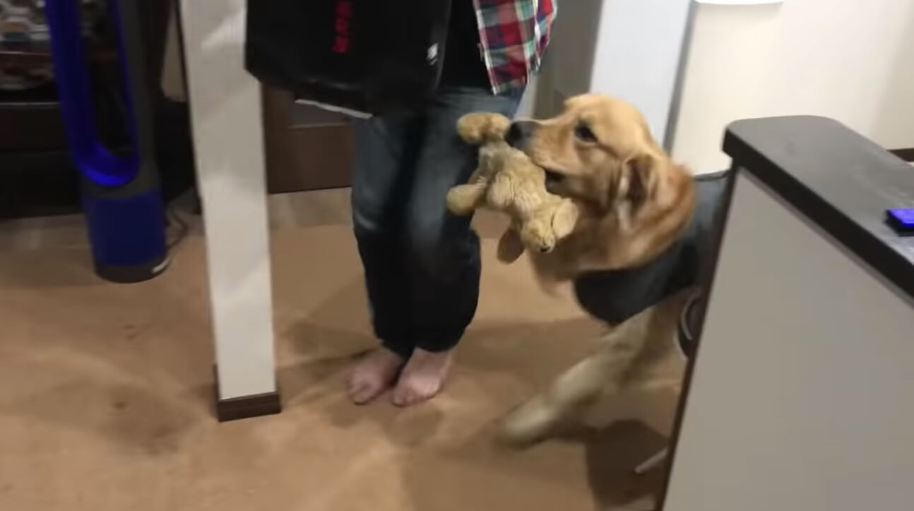 ゴールデンレトリーバー,動画