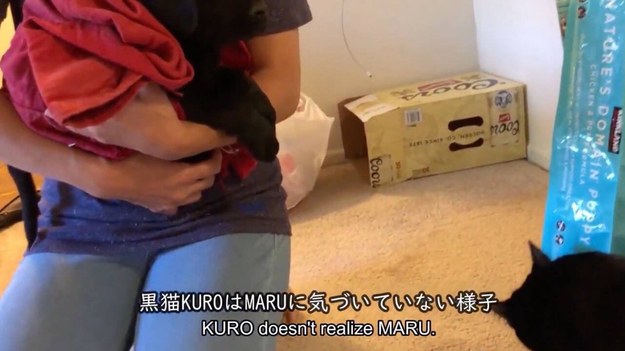 ラブラドールレトリーバー,動画