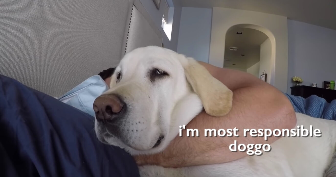 ラブラドールレトリーバー,動画