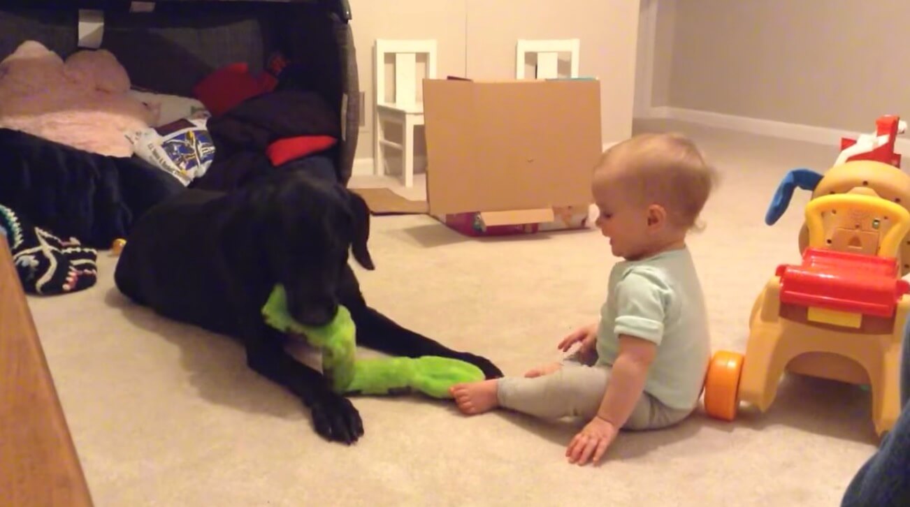 ラブラドールレトリーバー,動画