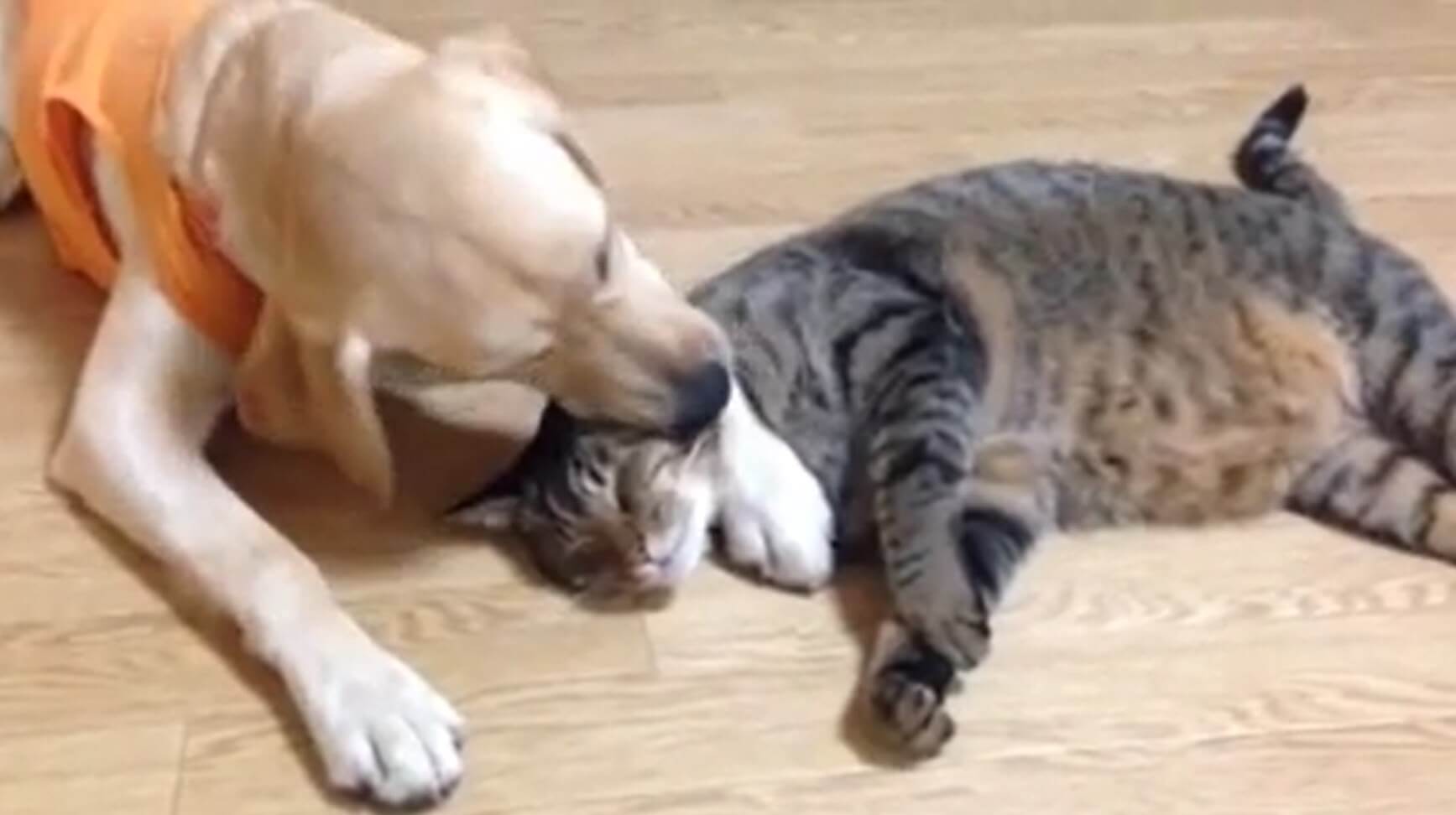 ラブラドールレトリーバー,動画