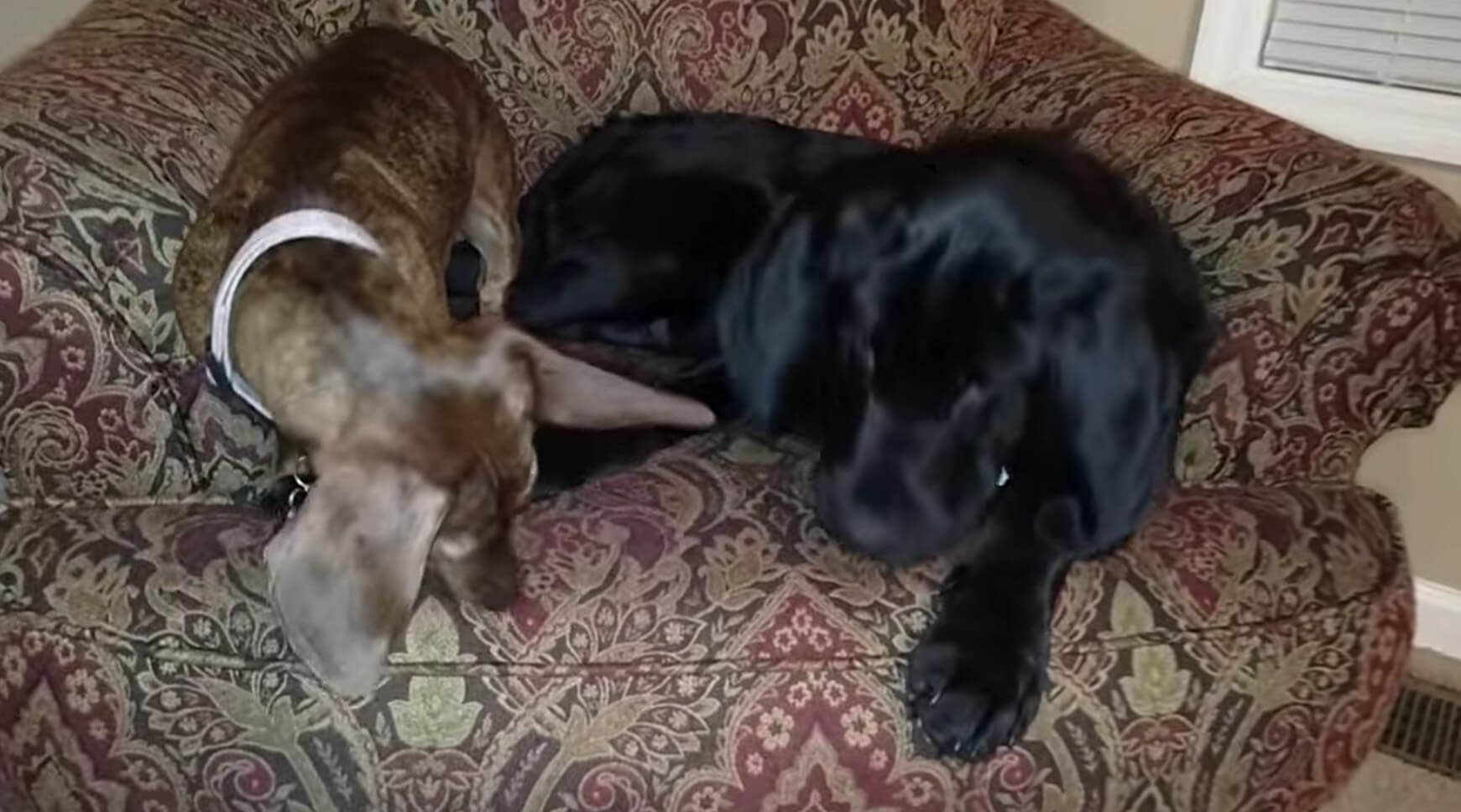 ラブラドールレトリーバー,動画