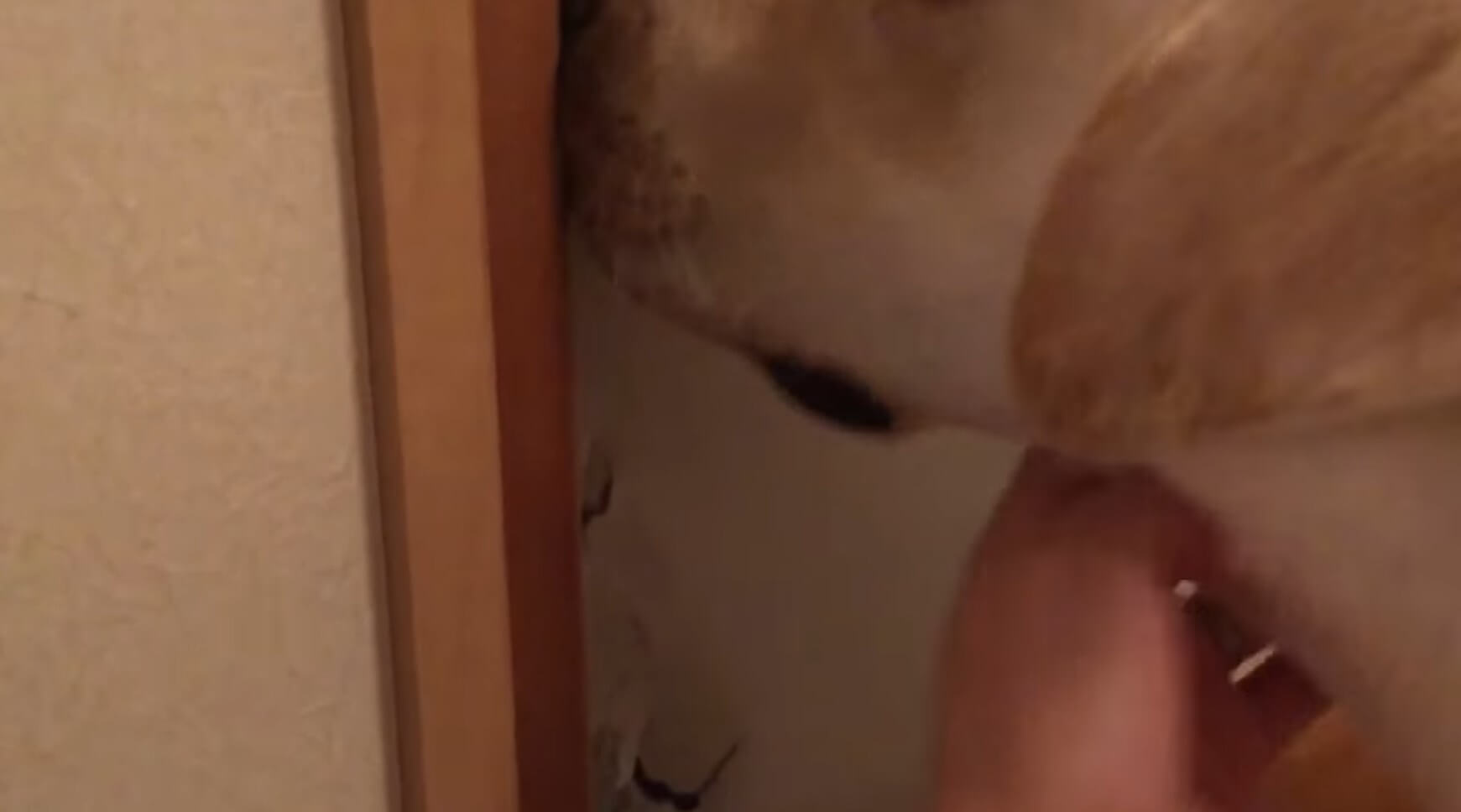 ラブラドールレトリーバー,動画