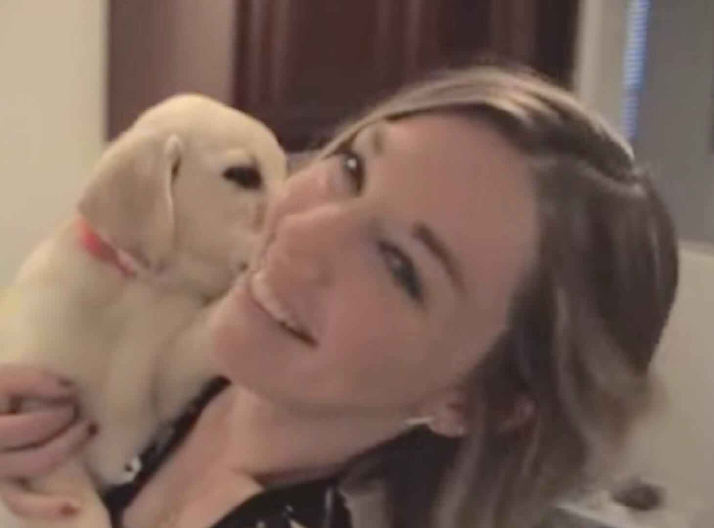 ラブラドールレトリーバー,動画