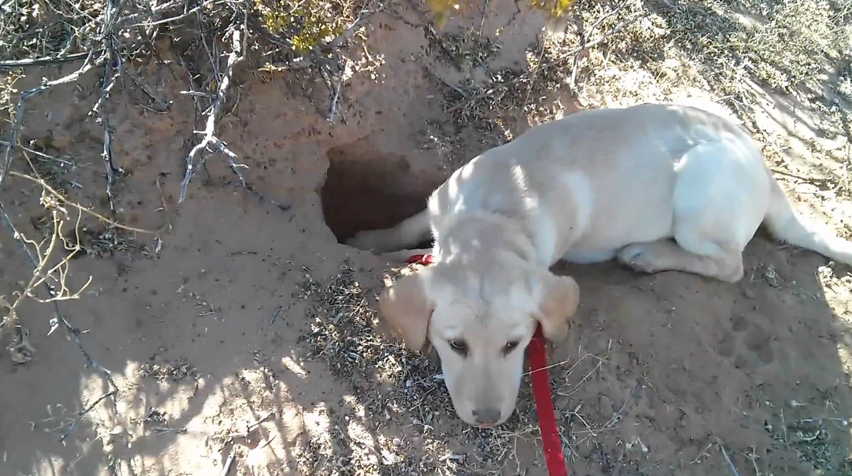 ラブラドールレトリーバー,動画