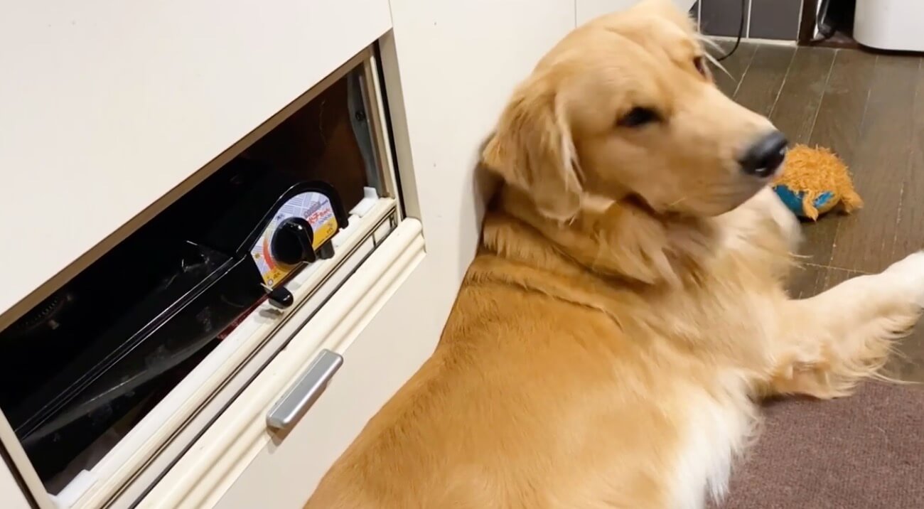 ゴールデンレトリーバー,動画