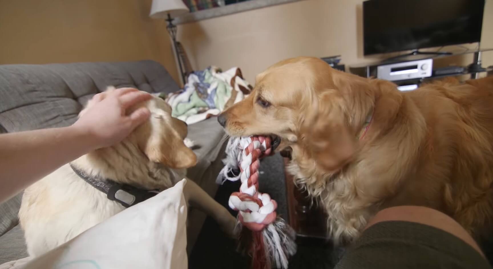 ゴールデンレトリーバー,動画