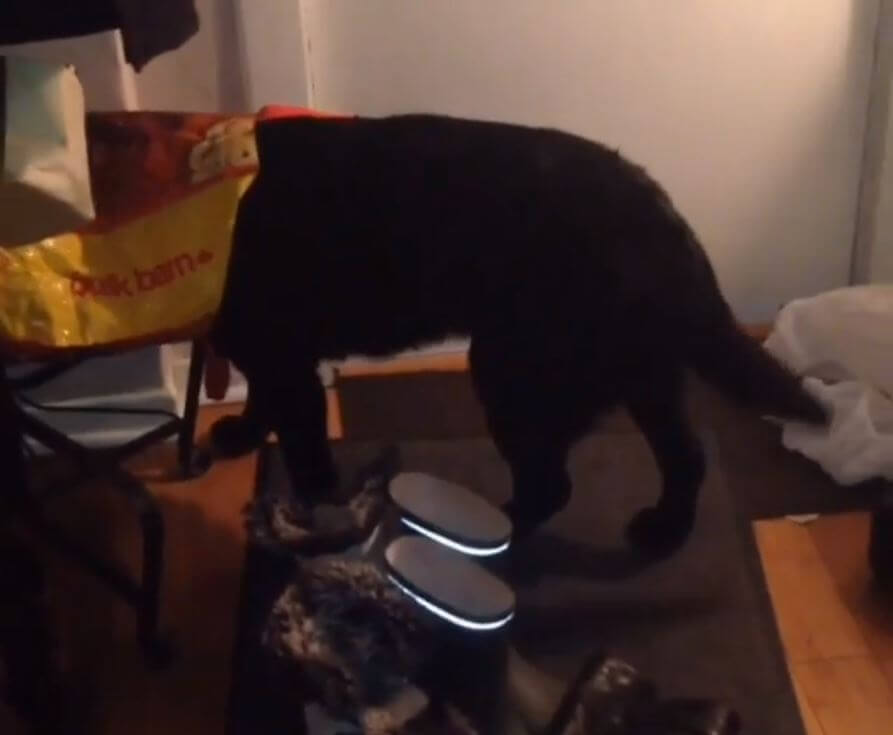 ラブラドールレトリーバー,動画