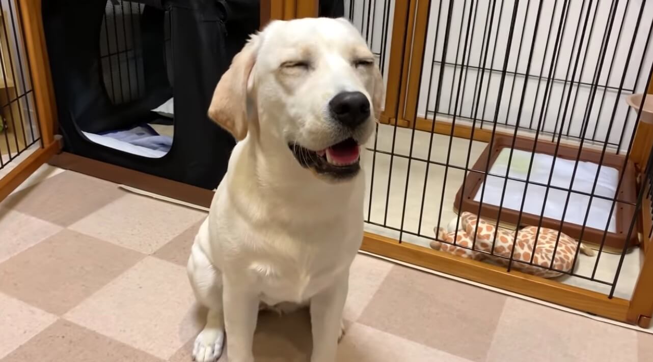 ラブラドールレトリーバー,動画