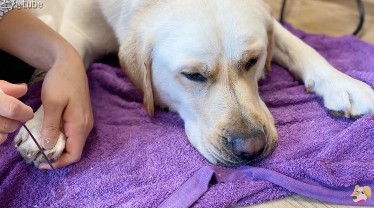 ラブラドールレトリーバー,動画