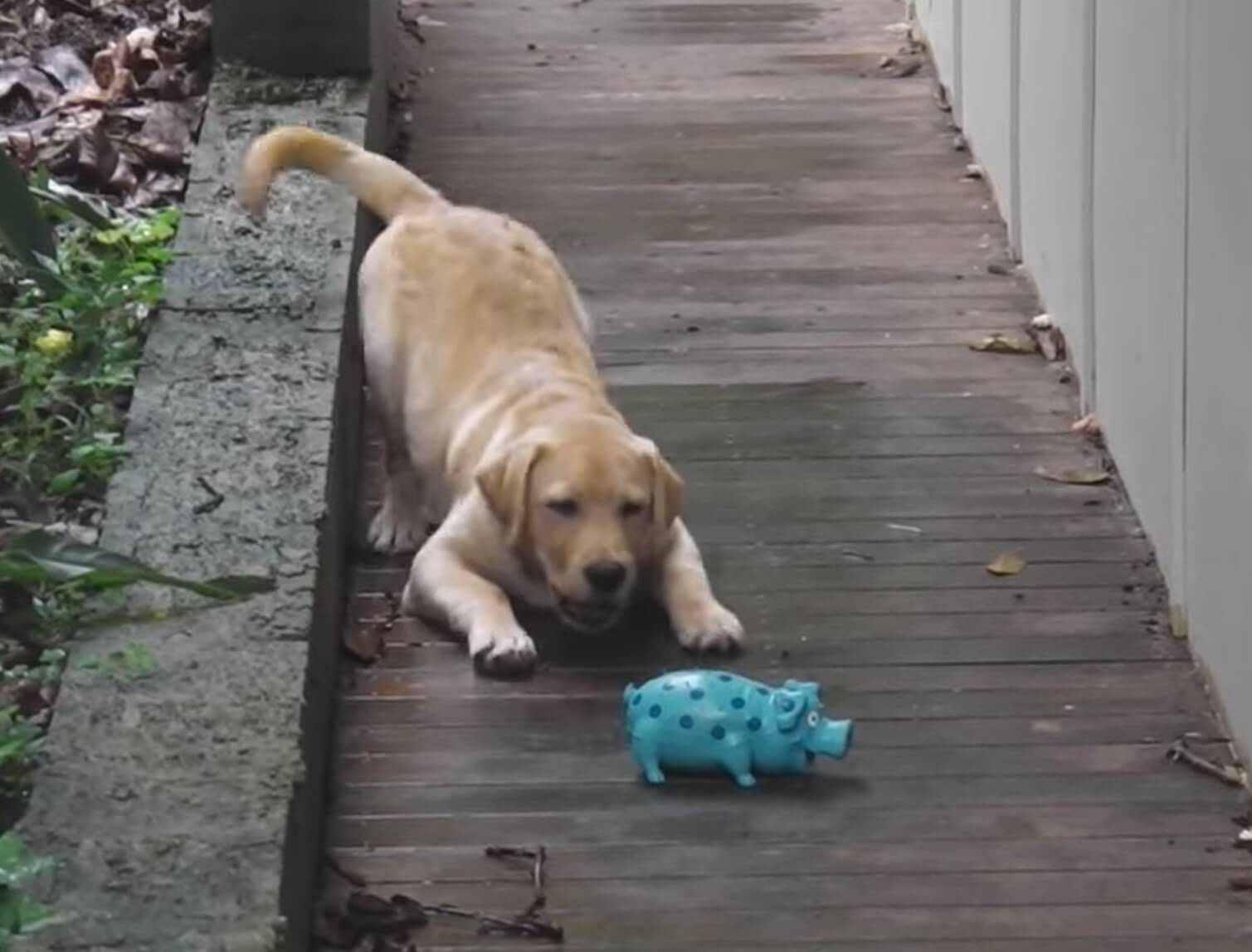 ラブラドールレトリーバー,動画