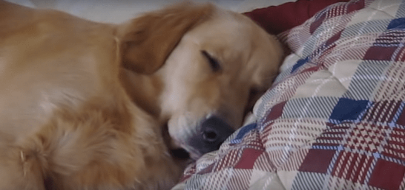 ゴールデンレトリーバー,動画