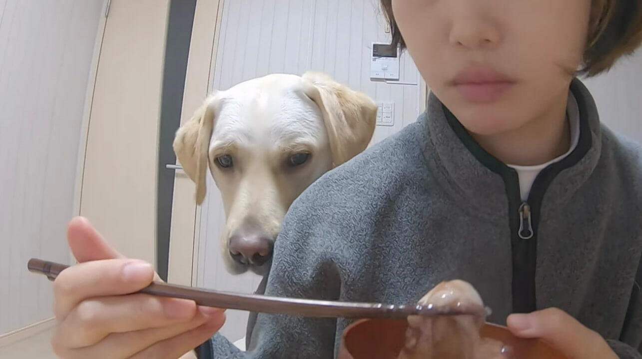 ラブラドールレトリーバー,動画