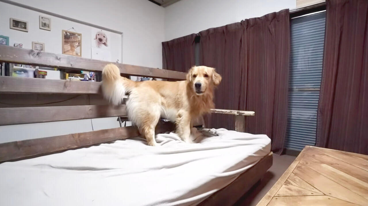 ゴールデンレトリーバー,動画