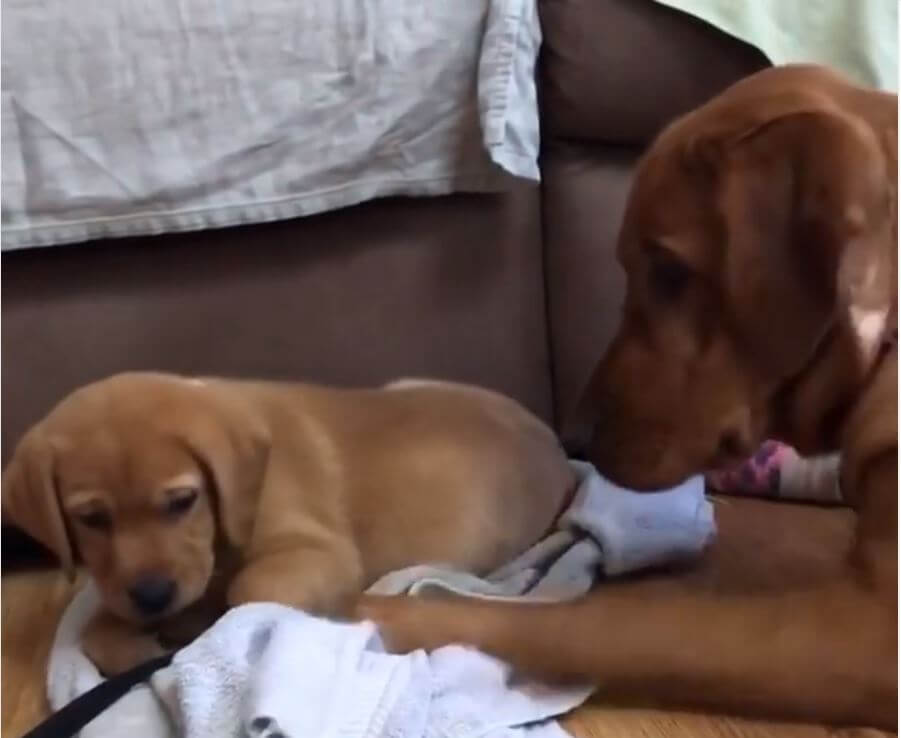 ラブラドールレトリーバー,動画