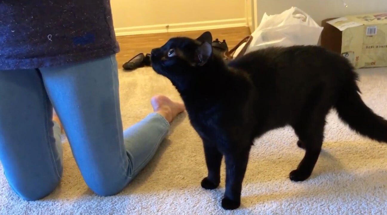 ラブラドールレトリーバー,動画