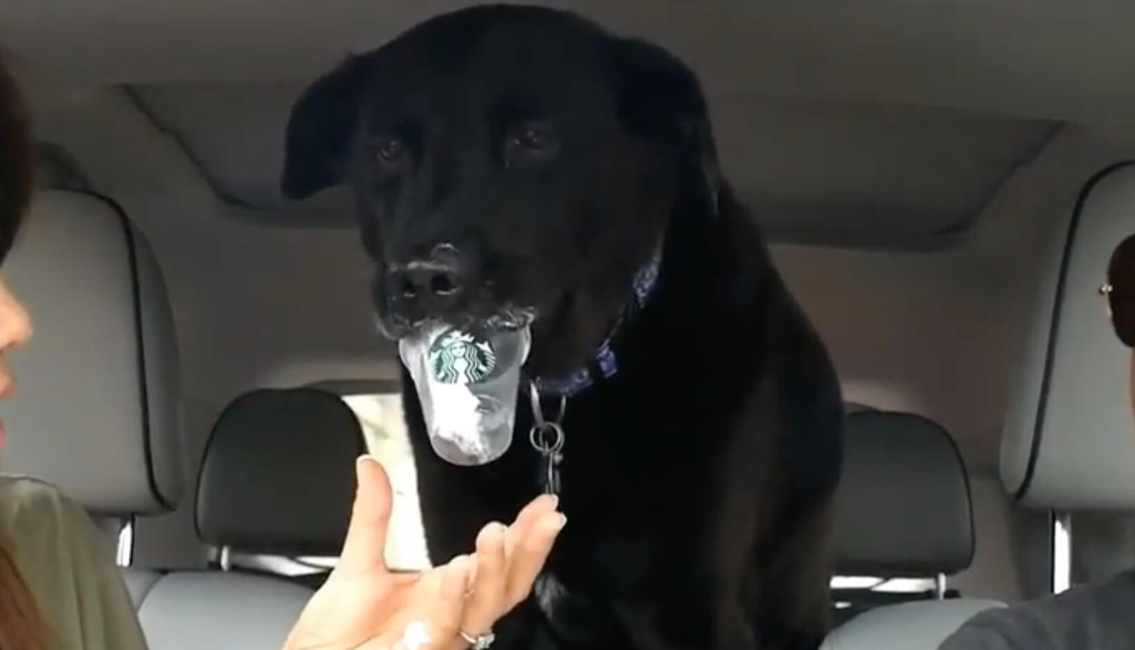 ラブラドールレトリーバー,動画