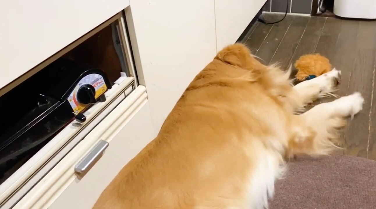 ゴールデンレトリーバー,動画