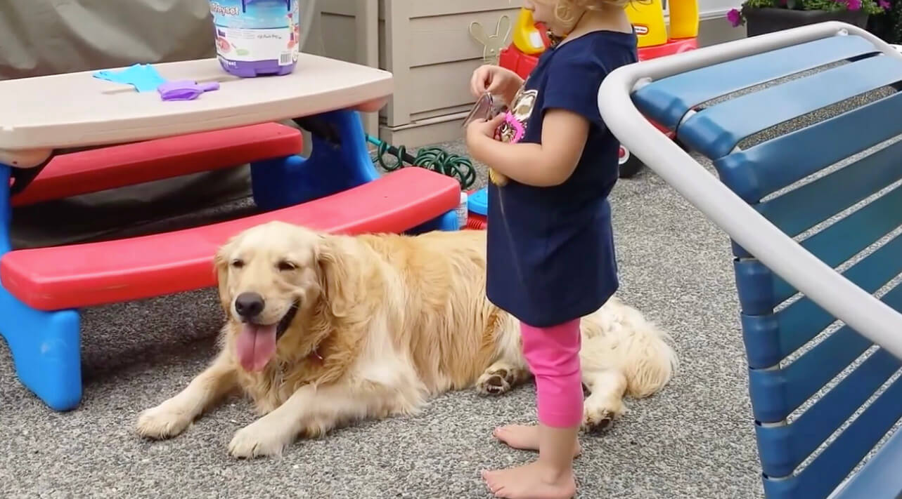 ゴールデンレトリーバー,動画