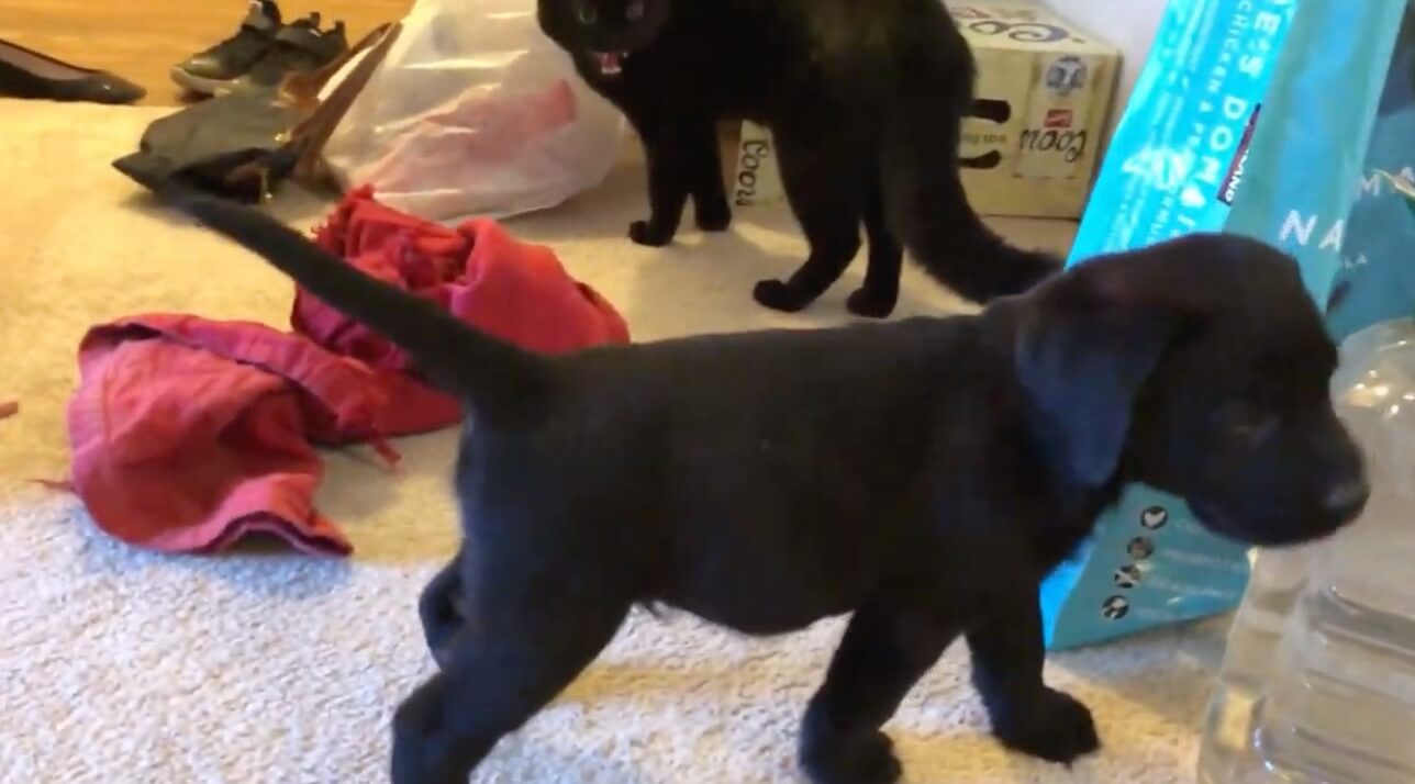 ラブラドールレトリーバー,動画