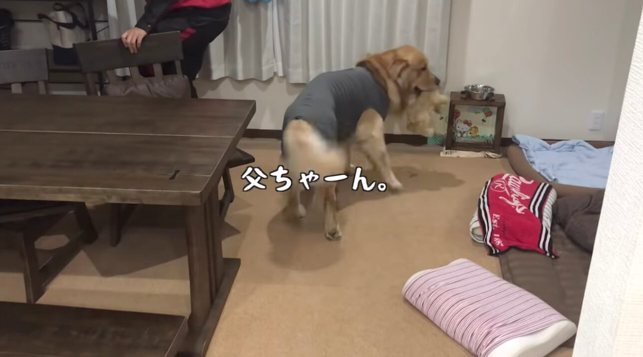 ゴールデンレトリーバー,動画