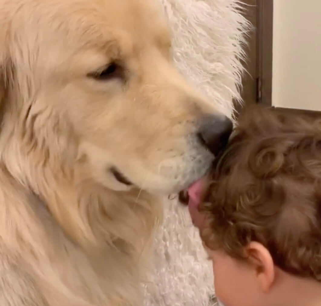 ゴールデンレトリーバー,動画