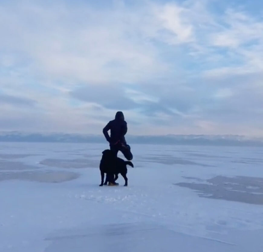 ラブラドールレトリーバー,動画