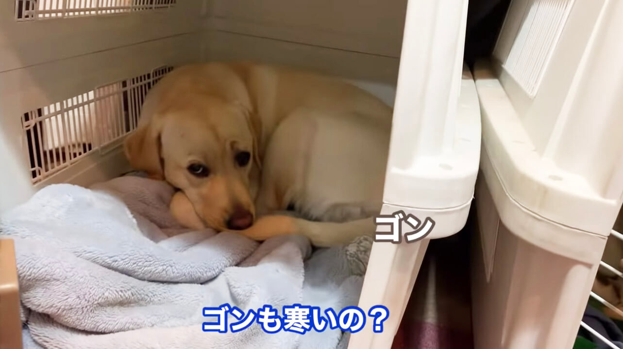 ラブラドールレトリーバー,動画