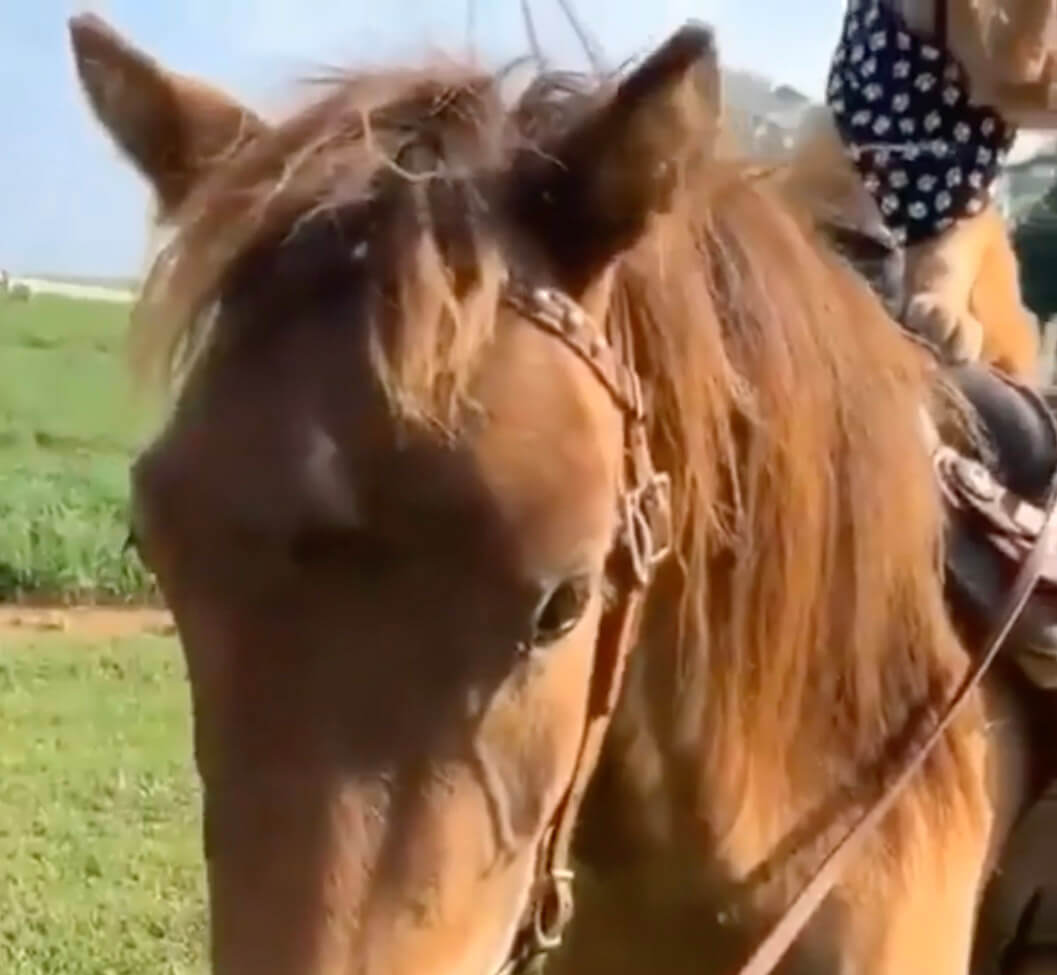 ゴールデンレトリーバー,動画