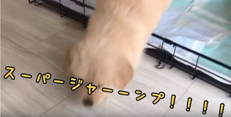 ゴールデンレトリーバー,動画