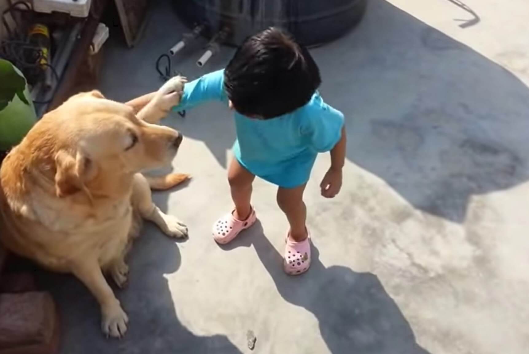 ラブラドールレトリーバー,動画