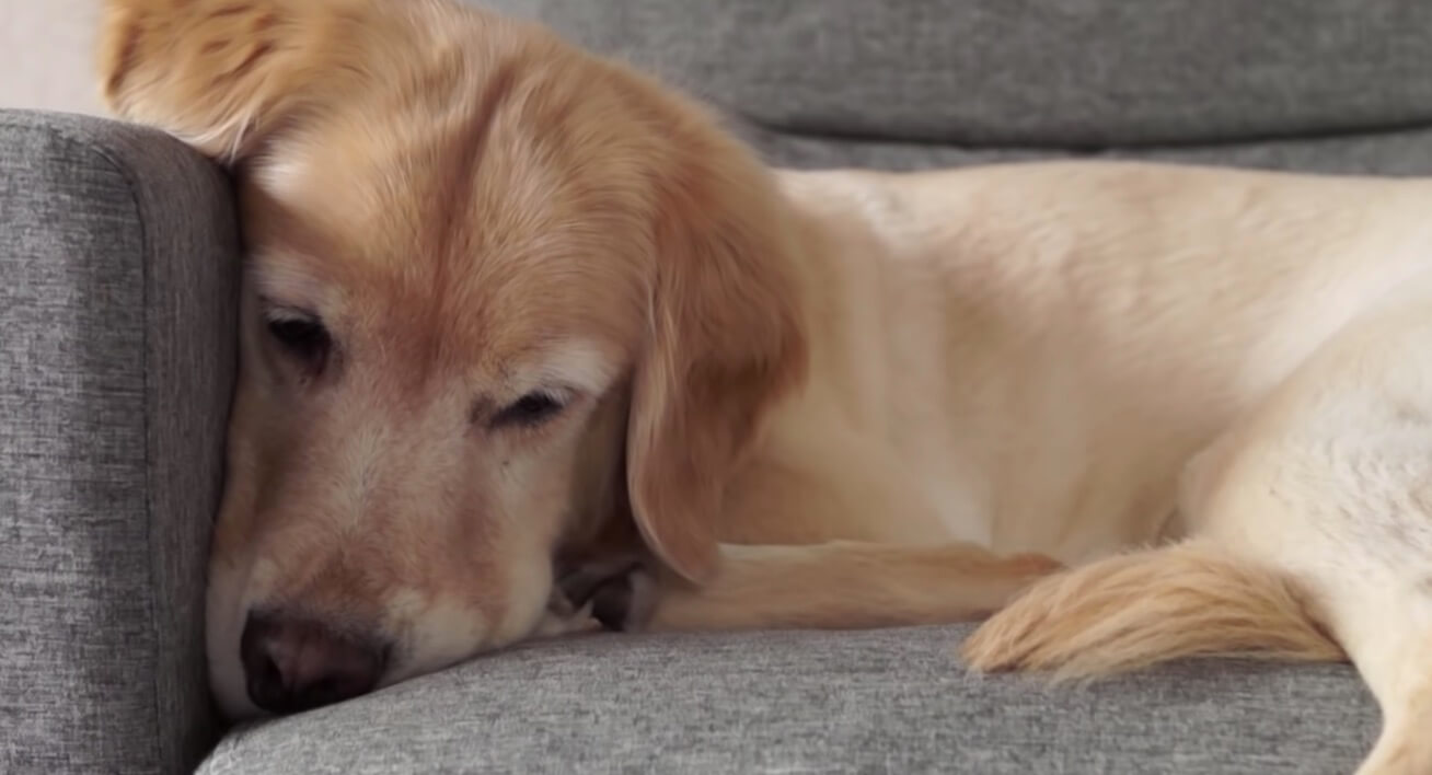 ゴールデンレトリーバー,動画