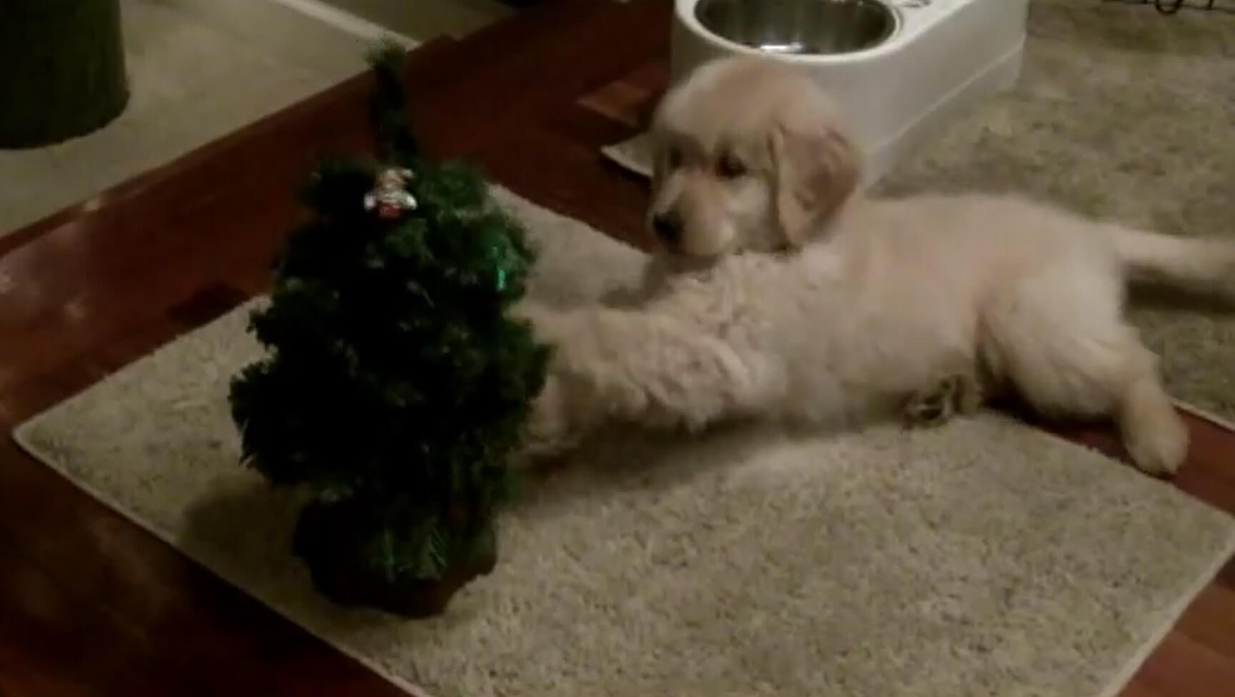 ゴールデンレトリーバー,動画