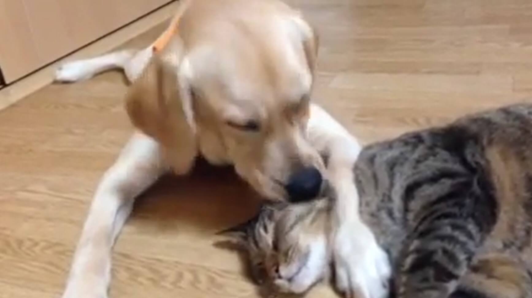 ラブラドールレトリーバー,動画