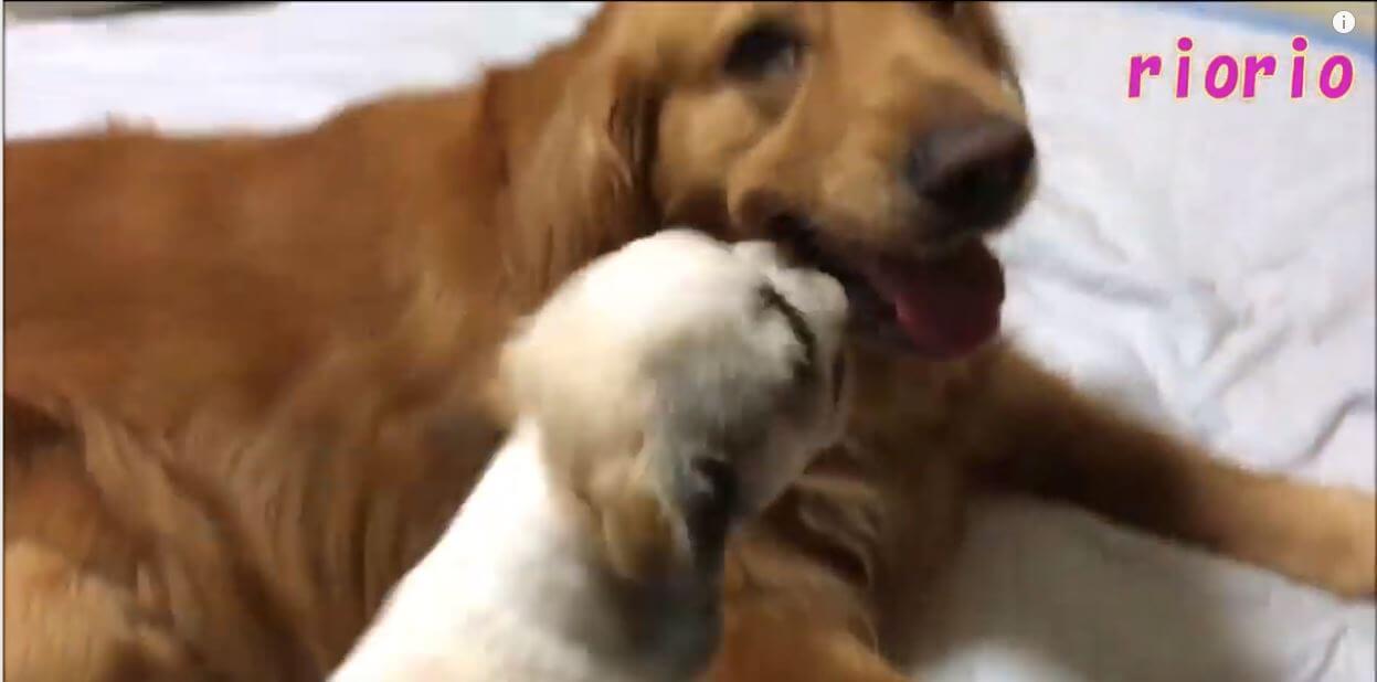 ゴールデンレトリーバー,動画